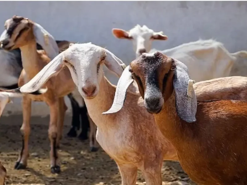 Goat Farming Tips