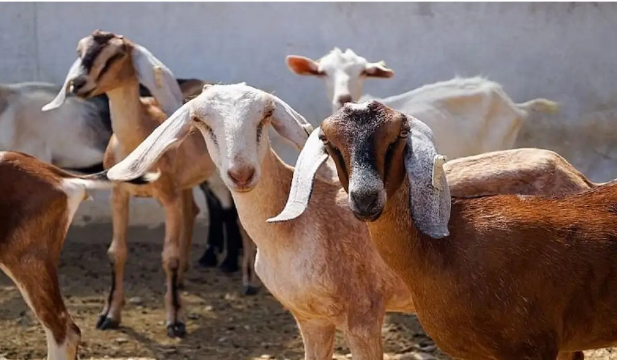 Goat Farming Tips