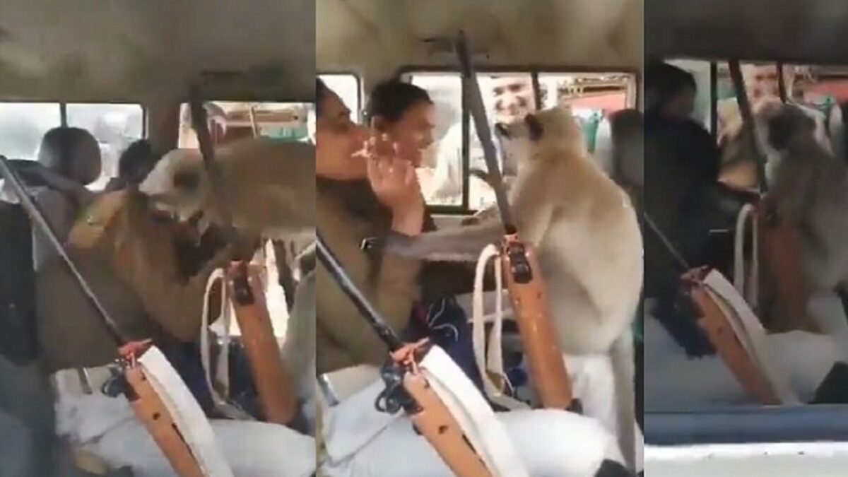 Langur entered the police van