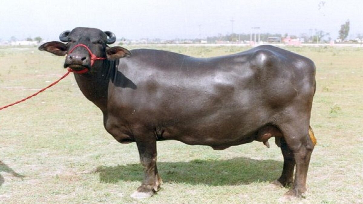 Murrah buffalo