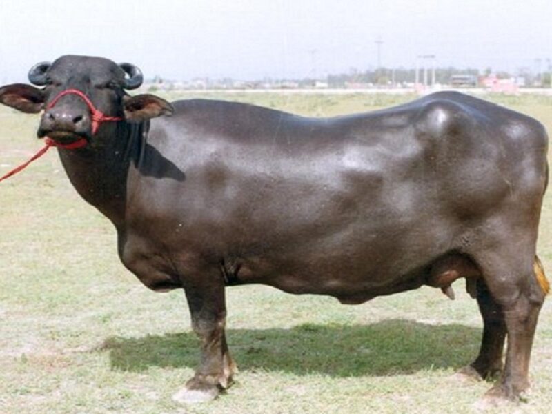 Murrah buffalo