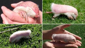 Pink Fairy Armadillo