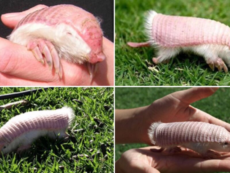 Pink Fairy Armadillo