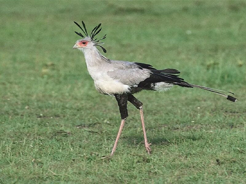 Secretary bird