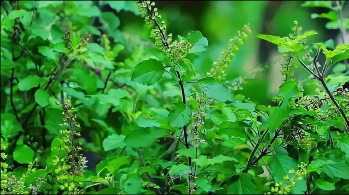Tulsi Chalisa