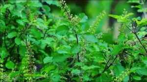 Tulsi Chalisa