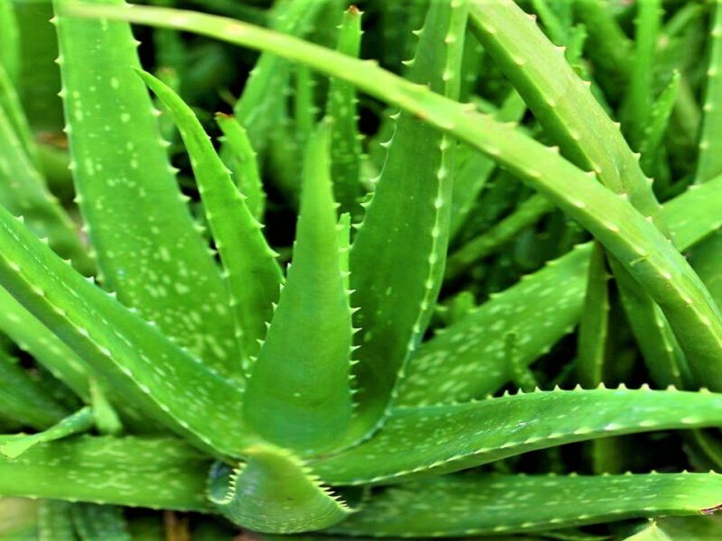 aloe vera