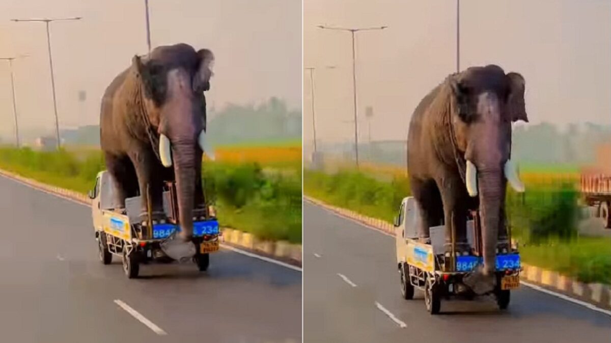 elephant viral video