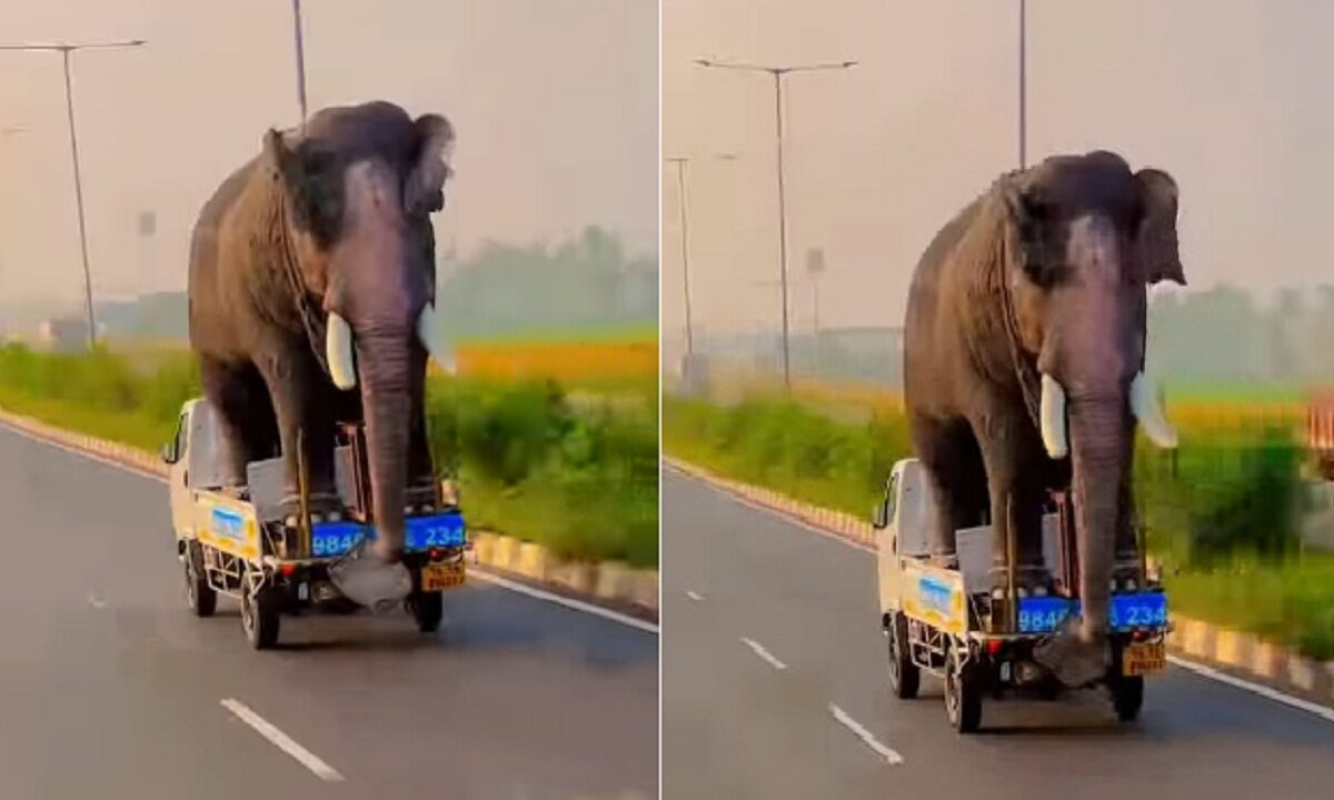 elephant viral video