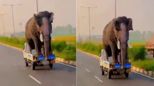 elephant viral video