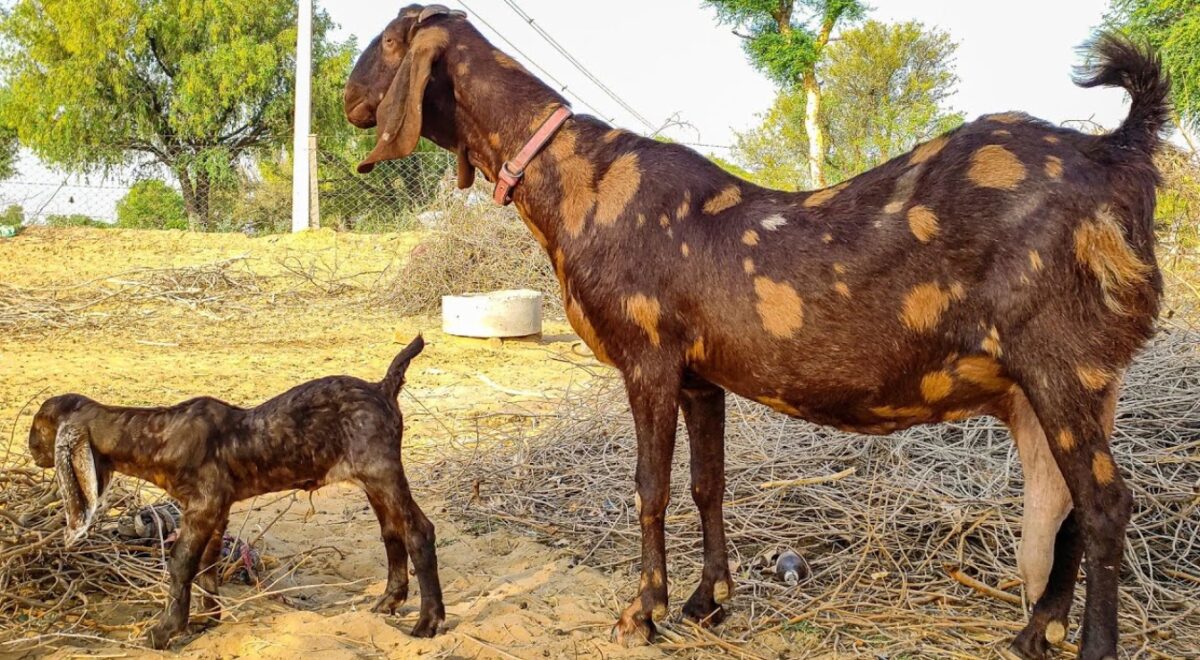 sirohi goat farming