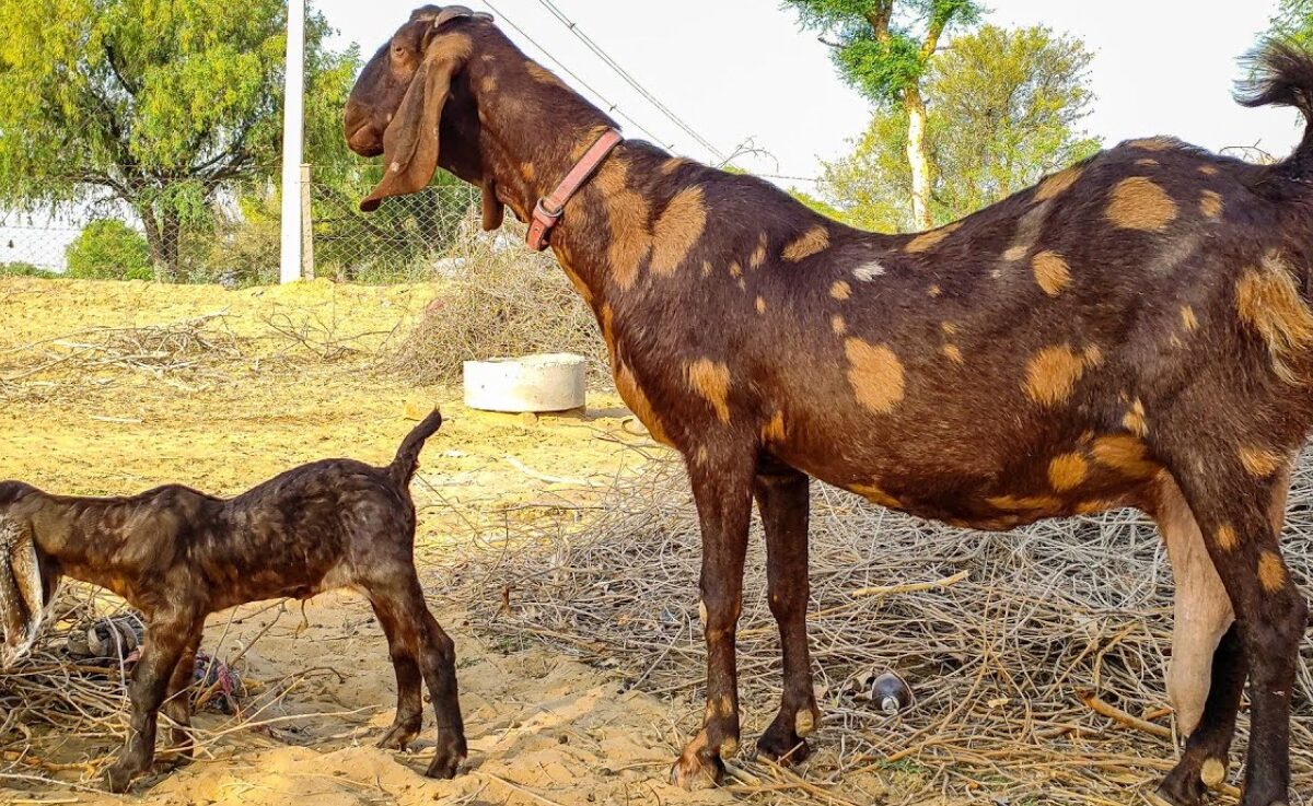 sirohi goat farming