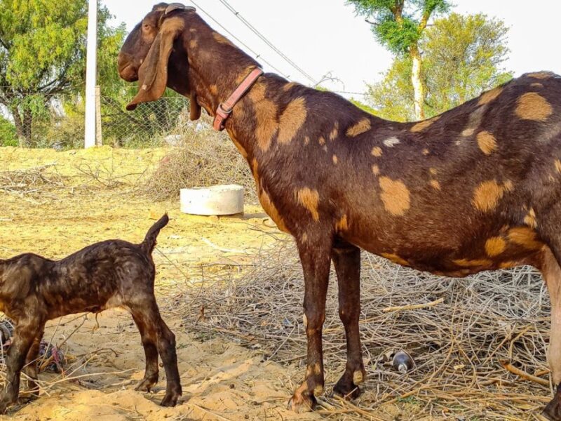 sirohi goat farming