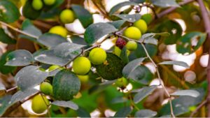 Benefits of Pemli Ber