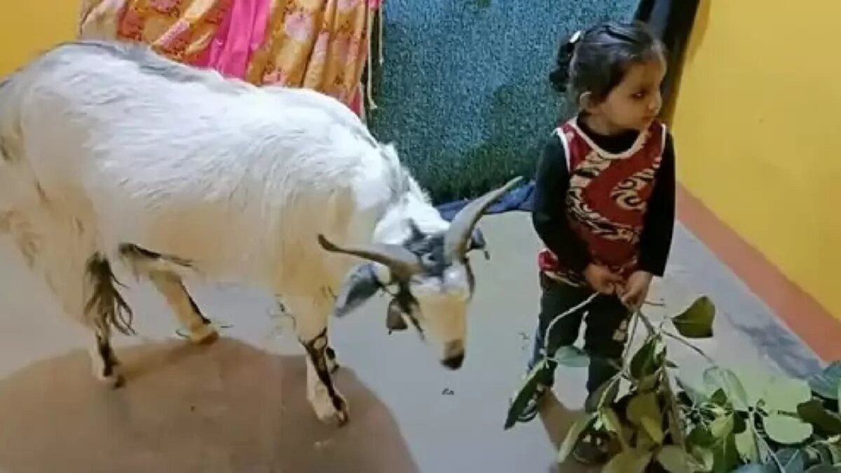 Dead goat 'Sheru'