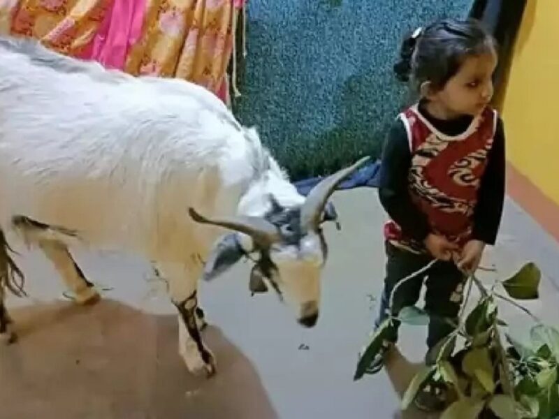 Dead goat 'Sheru'