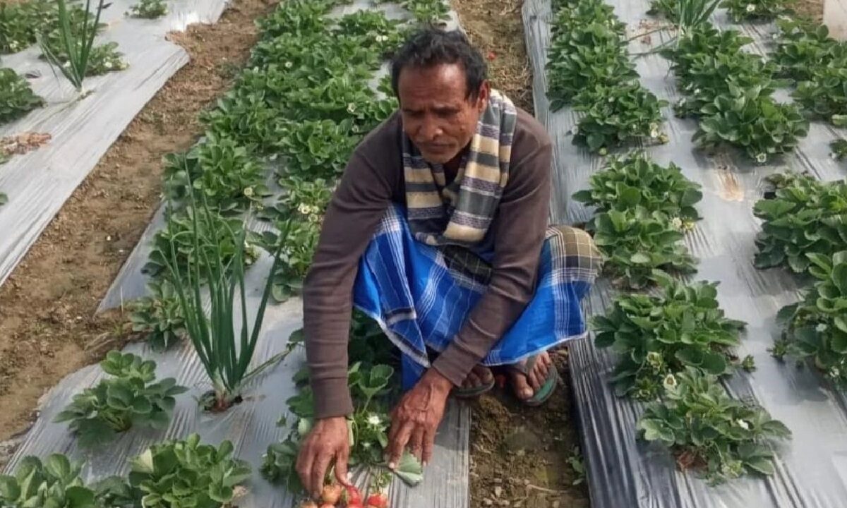 Garlic Farming