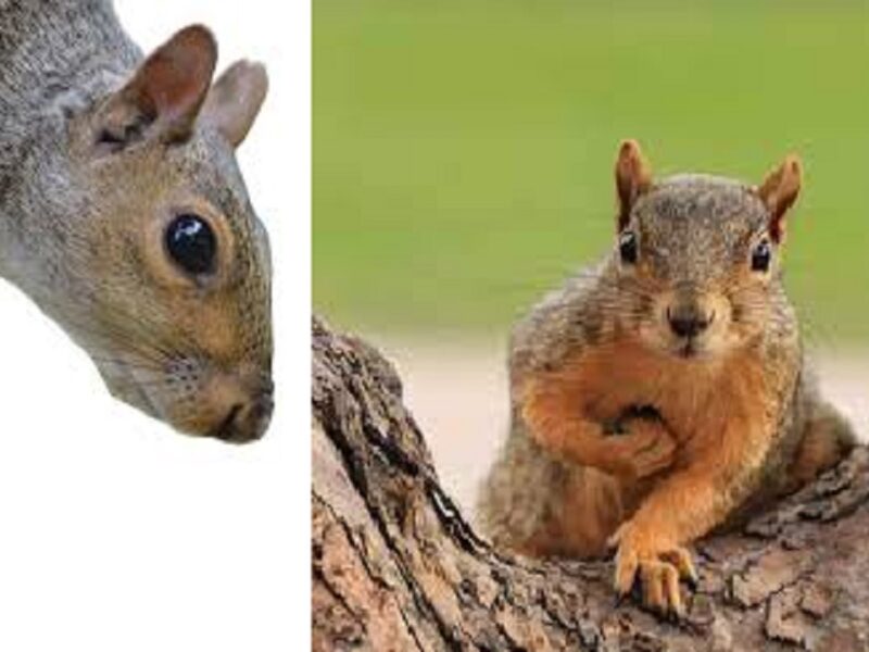 Omens related to Squirrel