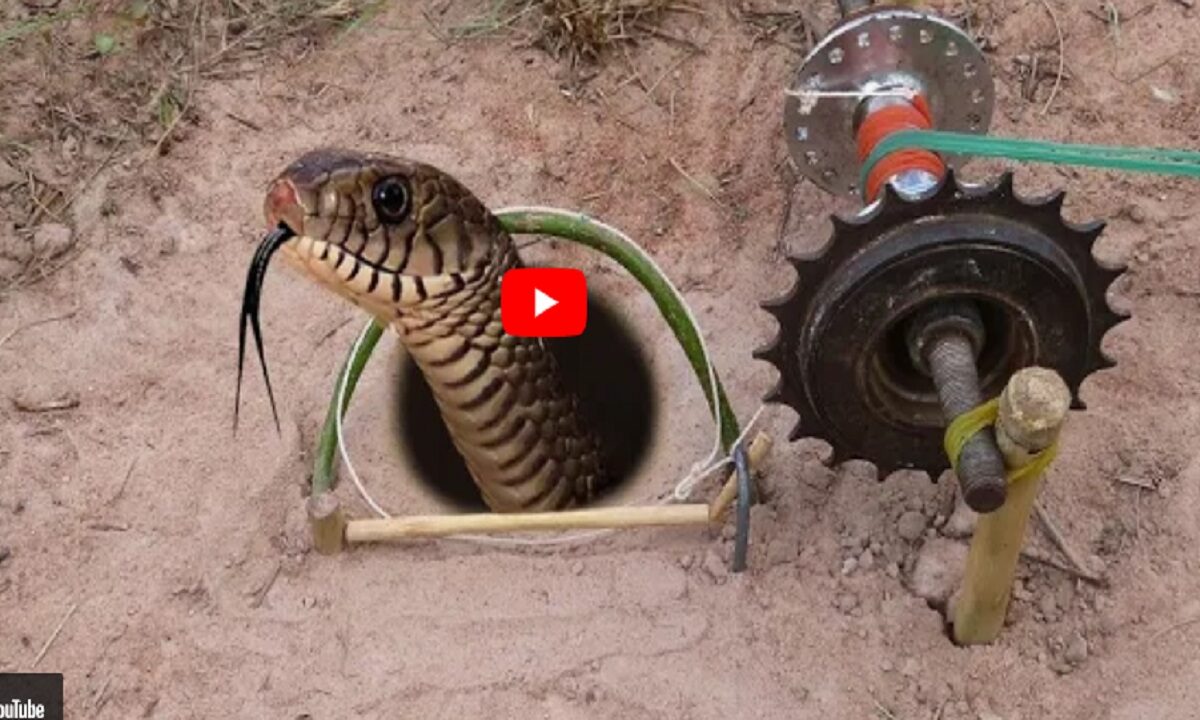 Snake Catching Desi Jugaad