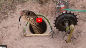 Snake Catching Desi Jugaad