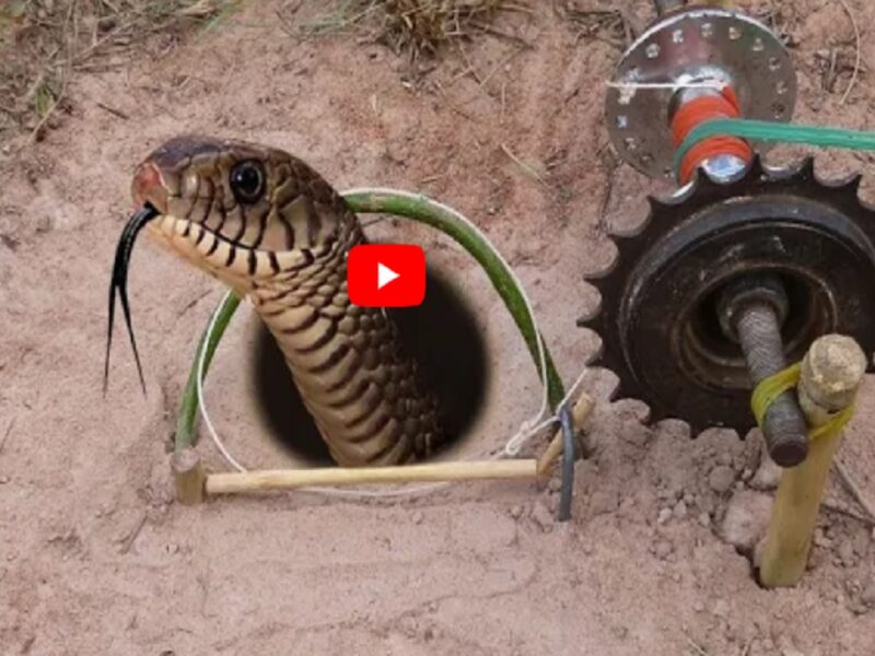 Snake Catching Desi Jugaad