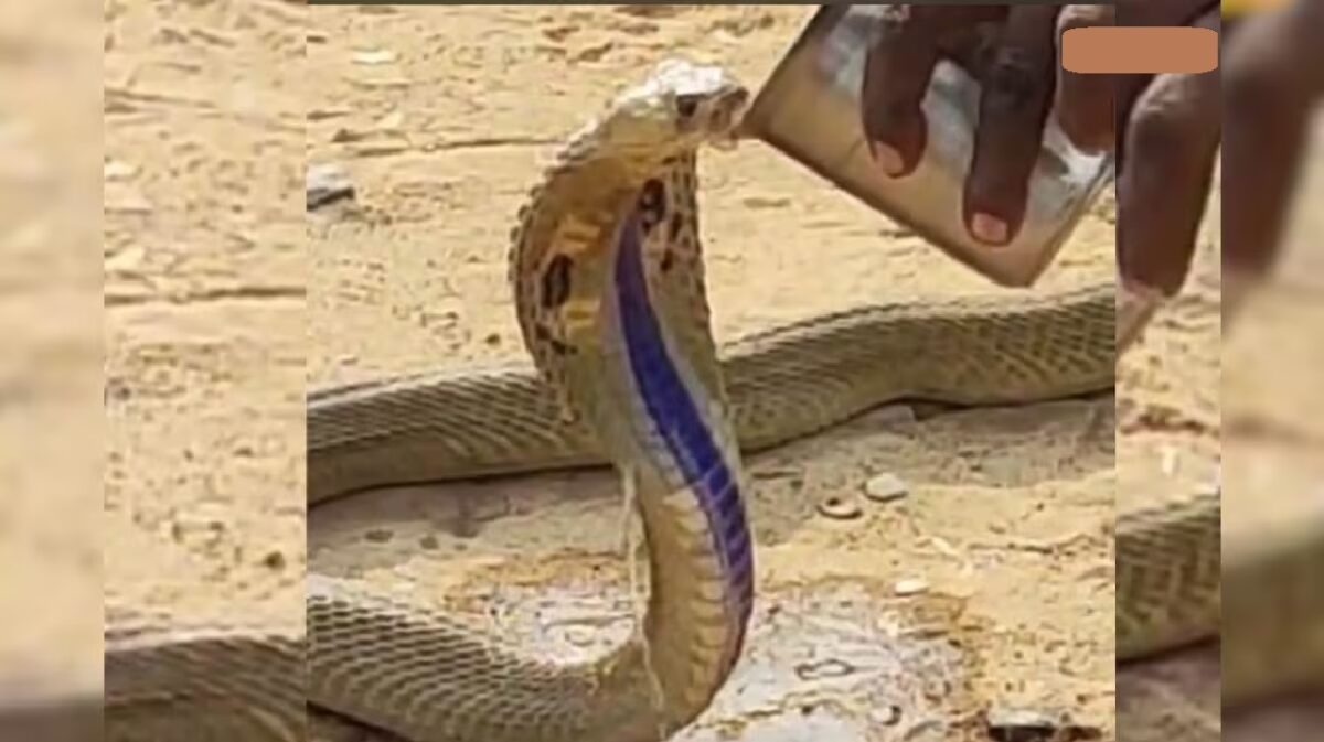 Snake Drinking Water From Glass