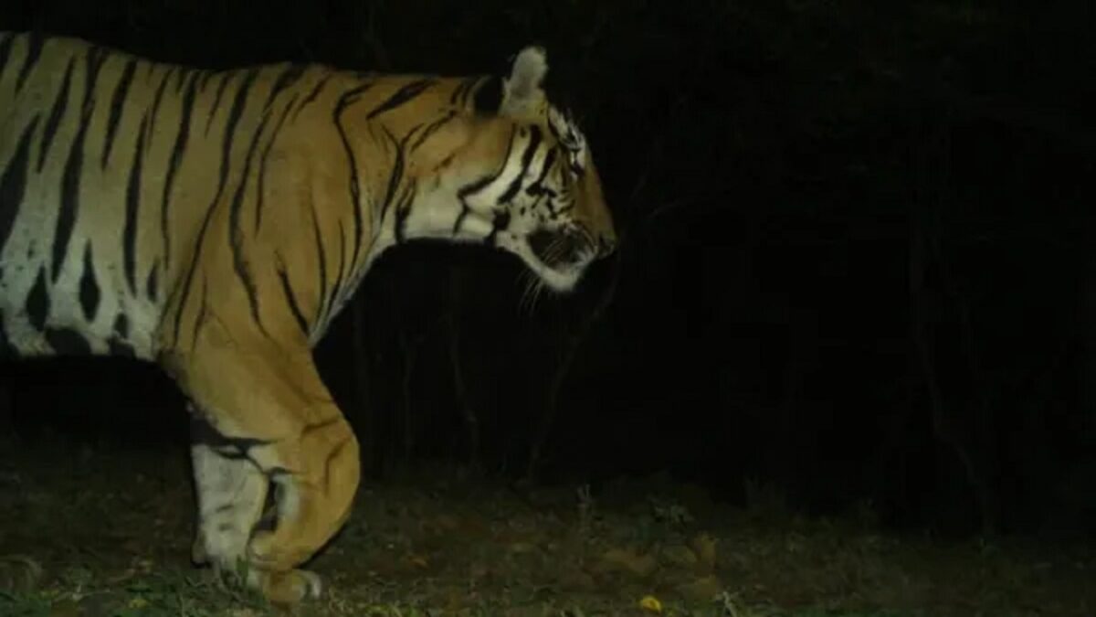 Tiger lost from the forest of 'Sanctuary'