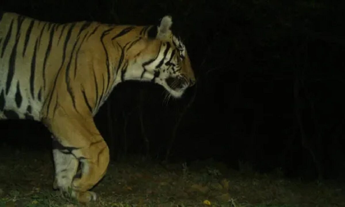 Tiger lost from the forest of 'Sanctuary'