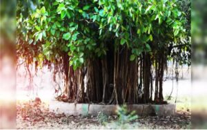 When Should Offer Water In Peepal Tree