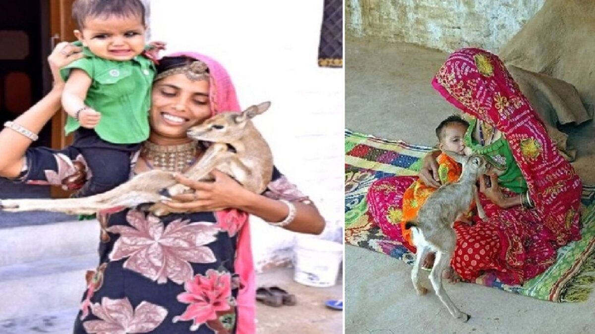 Woman breastfeeds baby deer