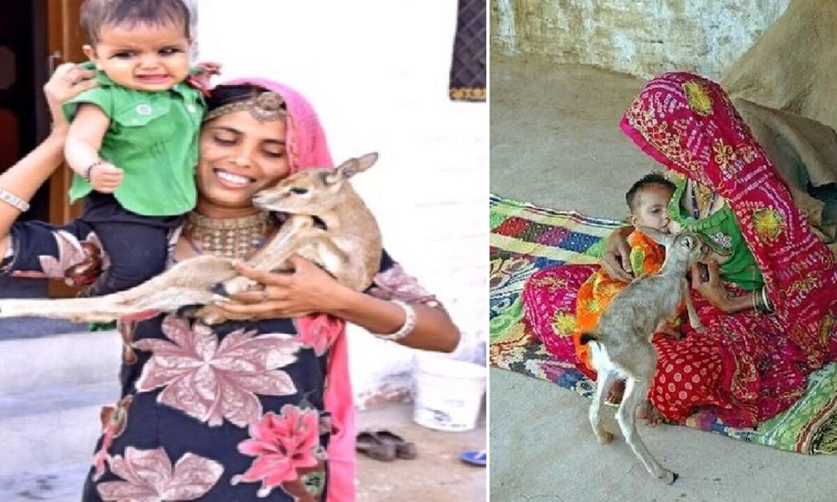 Woman breastfeeds baby deer