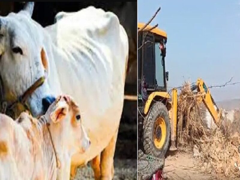 beef market case Alwar