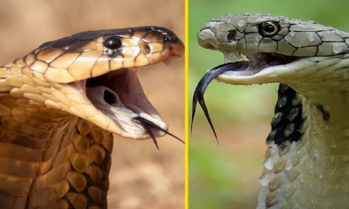 cobra snake