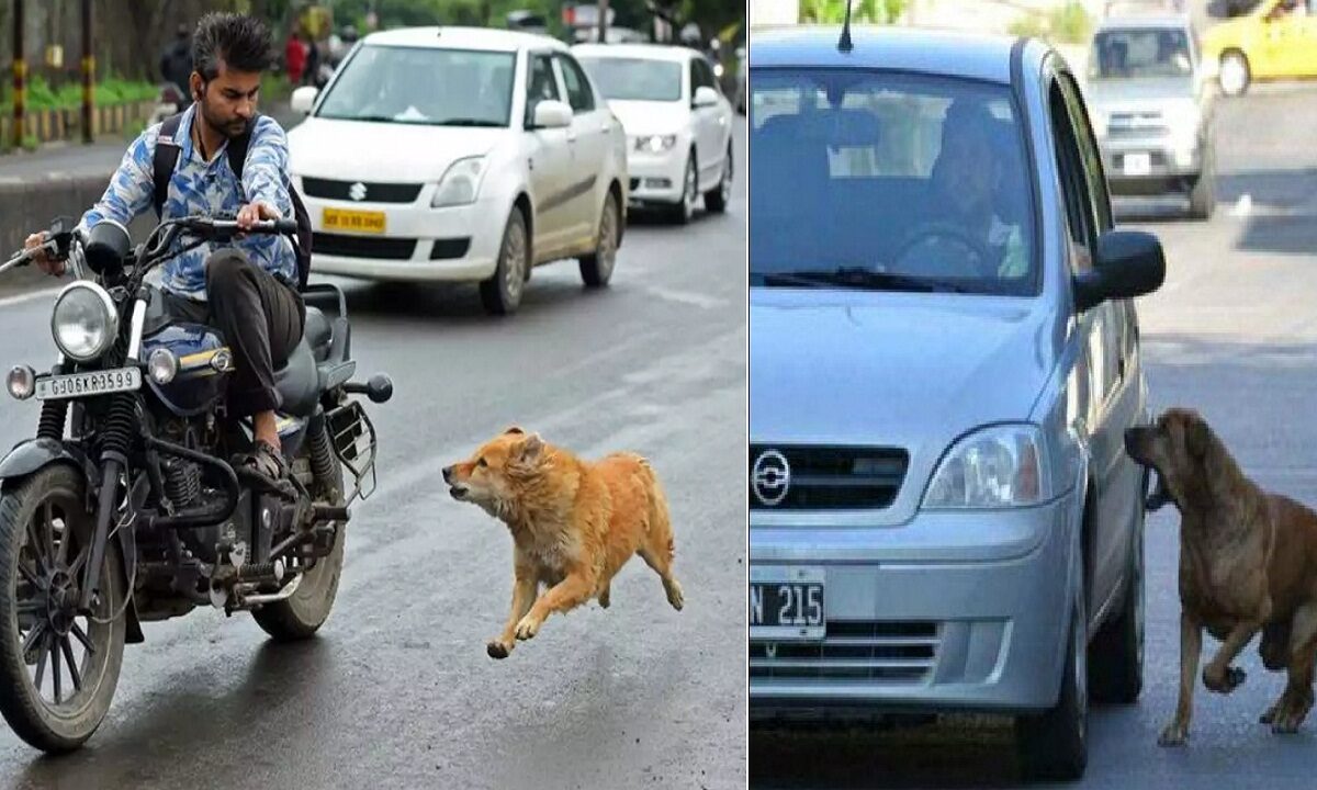 dogs running behind a vehicle