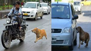 dogs running behind a vehicle