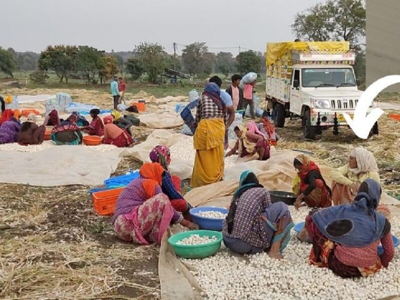Due To Increase In The Price Of Garlic Farmers Installed Cctv Cameras