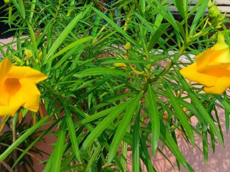 kaner flower benefits