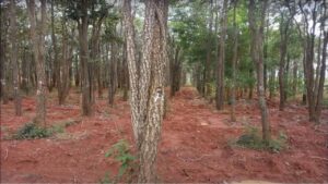 lal chandan Business