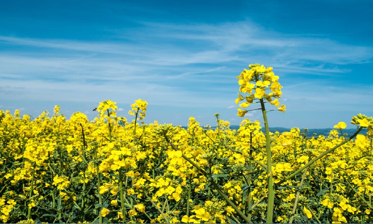 mustard farming