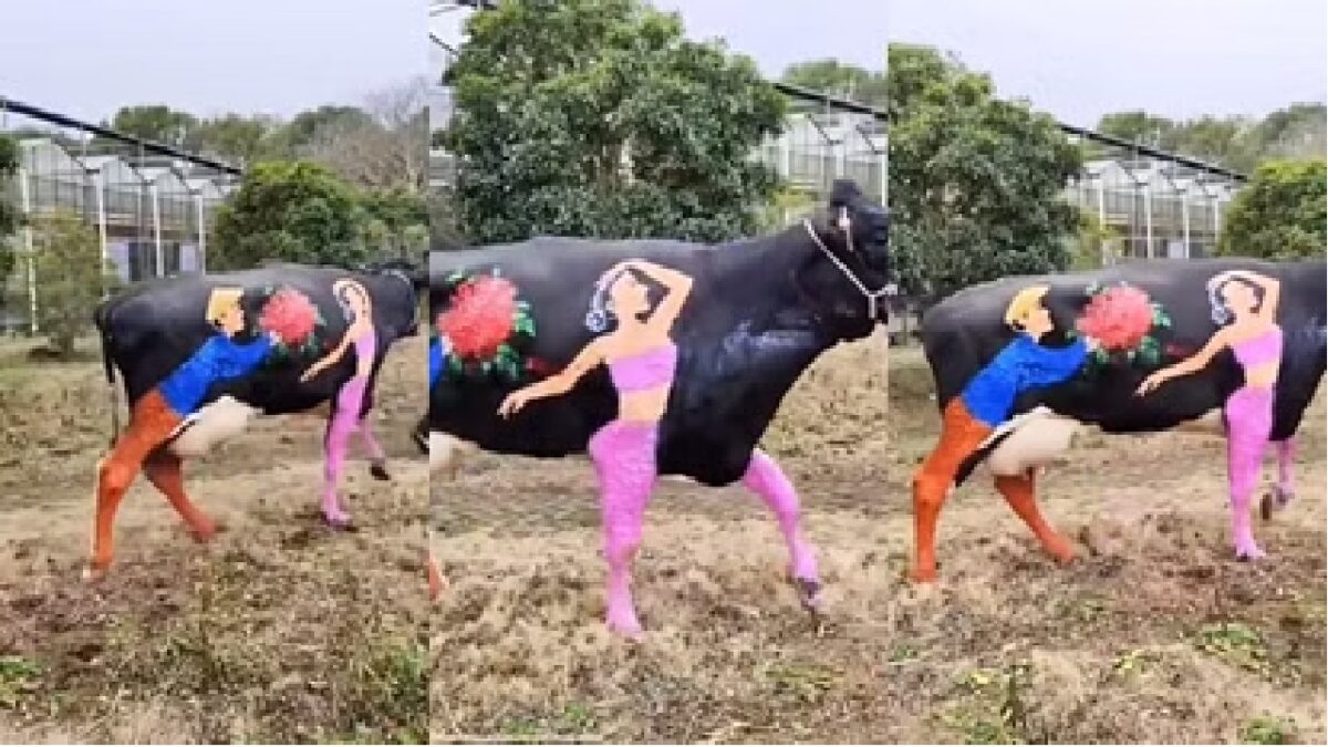 painting-on-cow-back-for-valentines-day-video-goes-viral