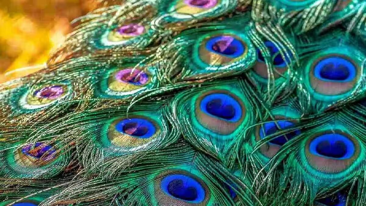 peacock feathers