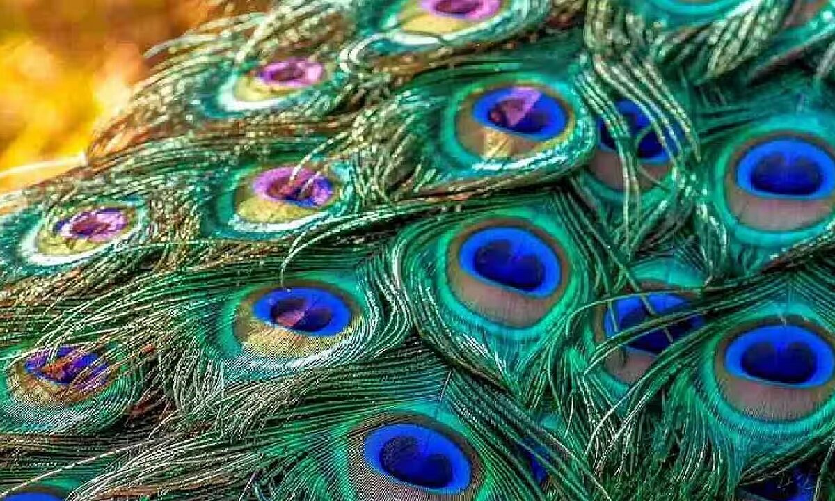 peacock feathers