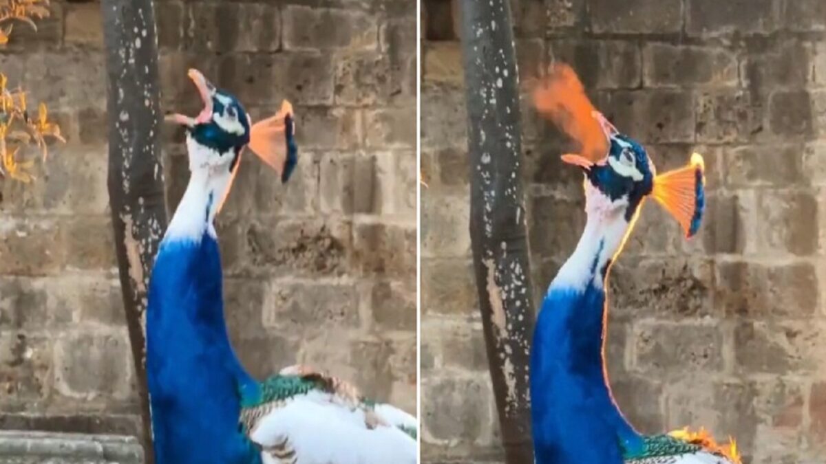 Video of peacock spewing fire surfaced