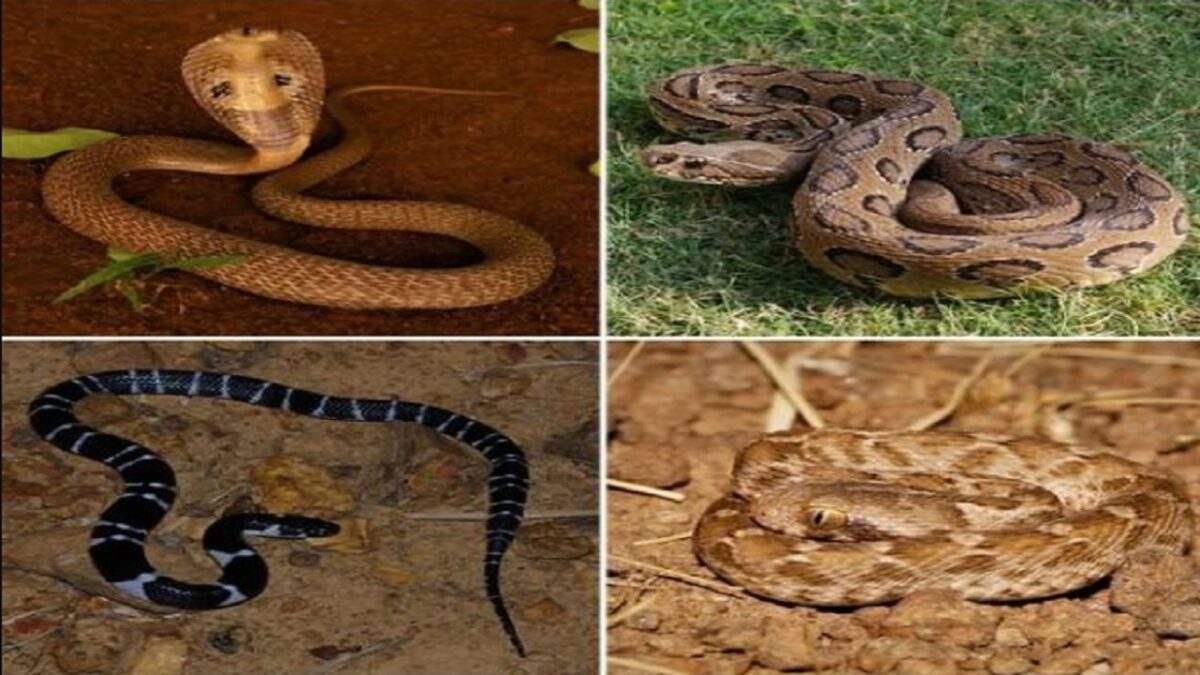 4 dangerous snakes of India