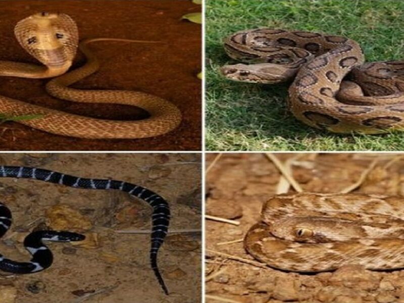 4 dangerous snakes of India