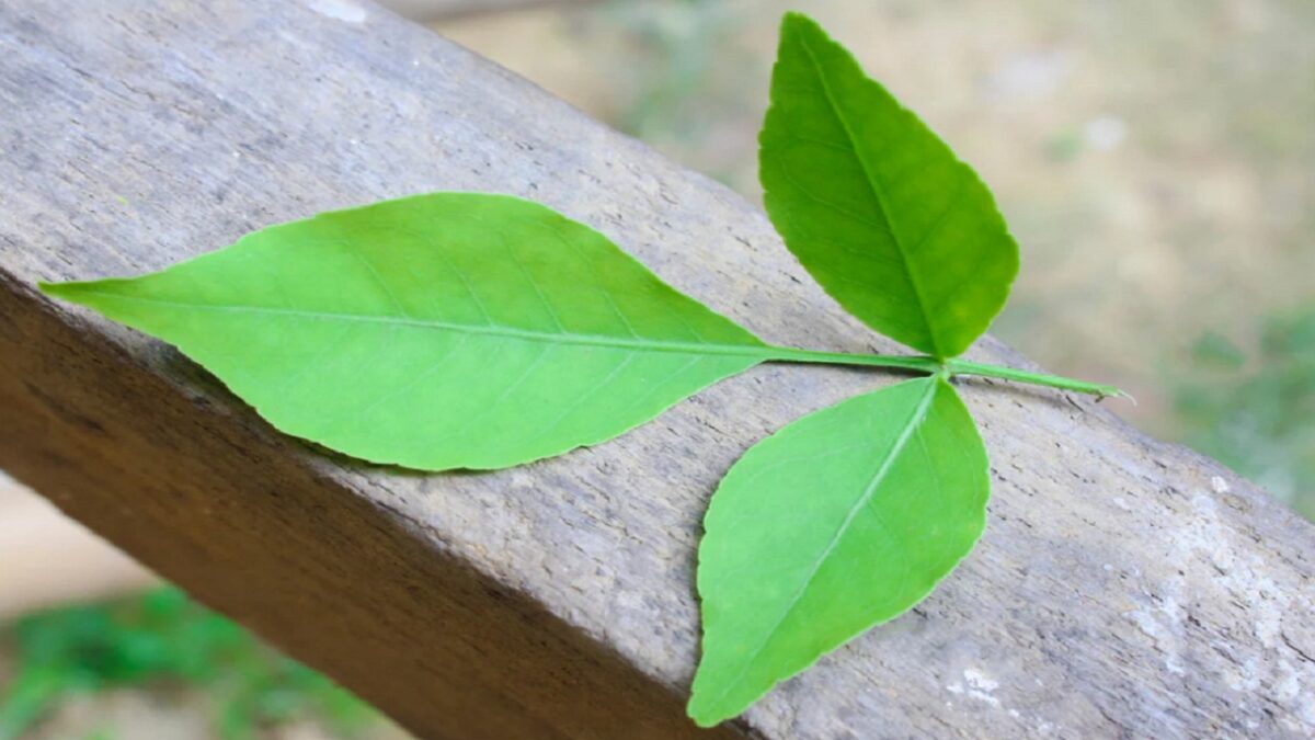 Benefits of Bel Patra