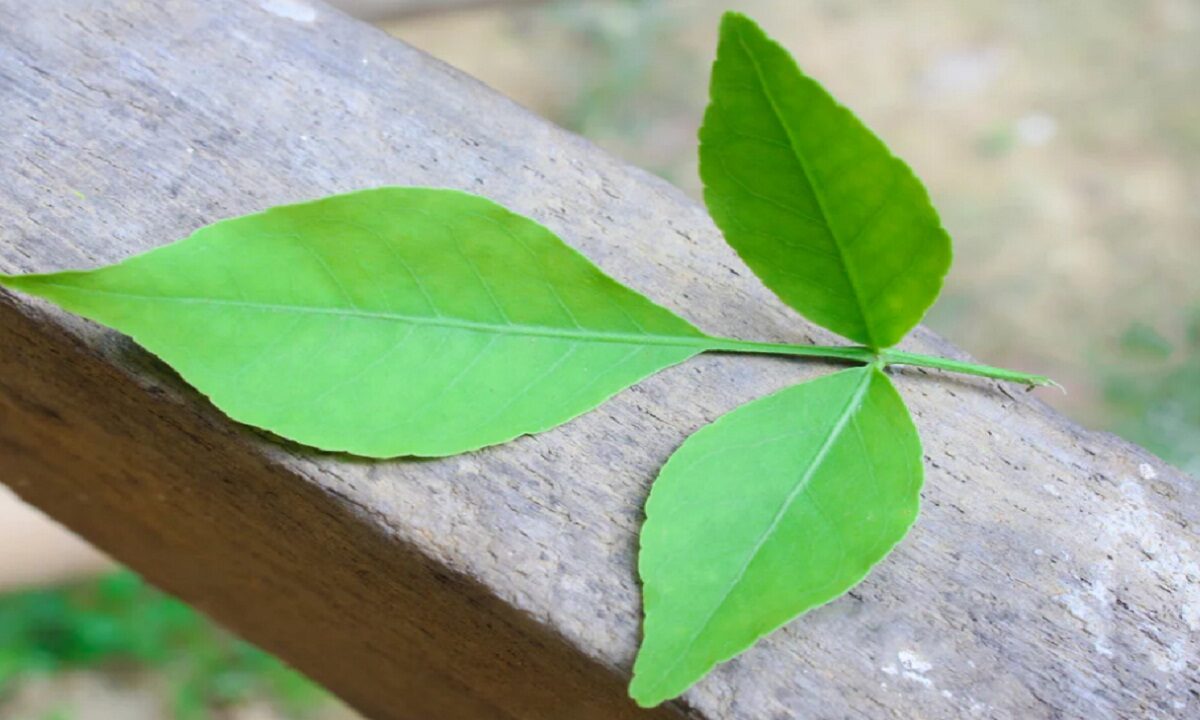 Benefits of Bel Patra