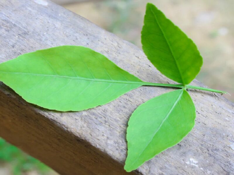 Benefits of Bel Patra