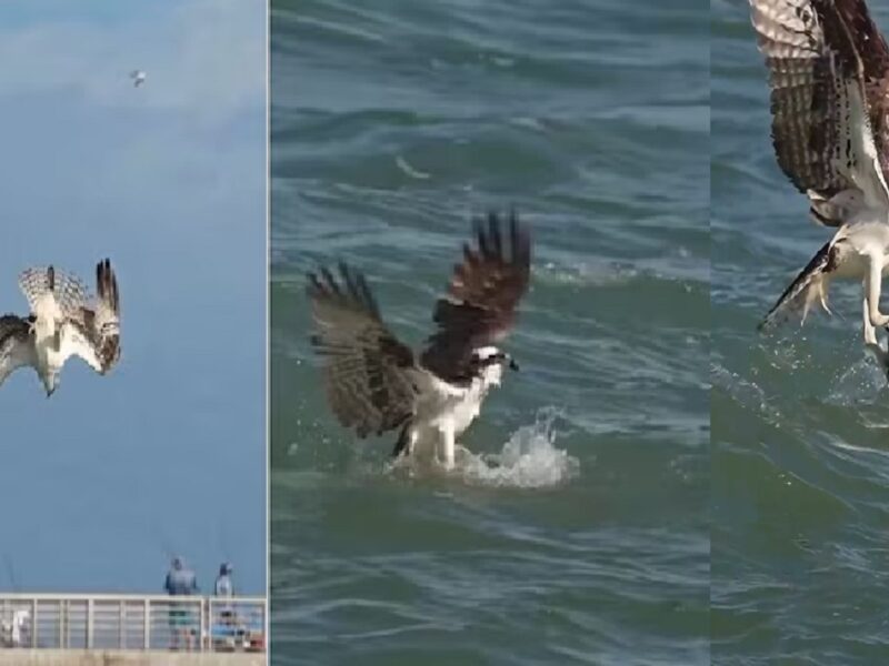 Bird dive in water to hunt fish