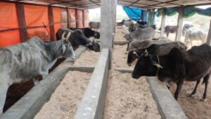 MNREGA Pashu Shed Yojana